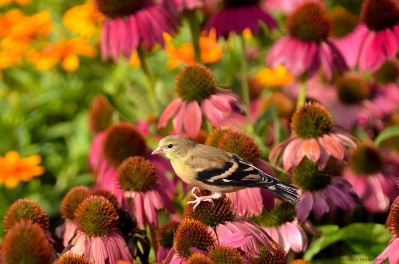 Save Some Seed Heads For The Birds