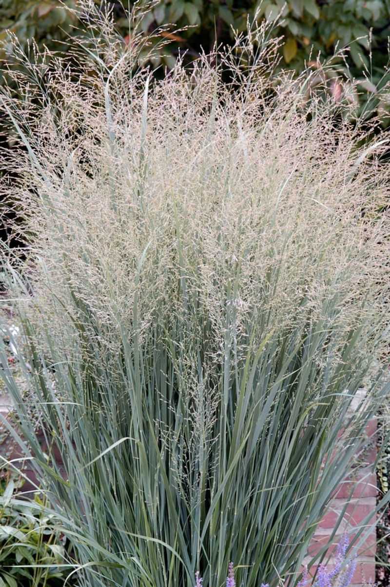 Save Switchgrass Seedheads For Cover Save Switchgrass Seedheads For Cover