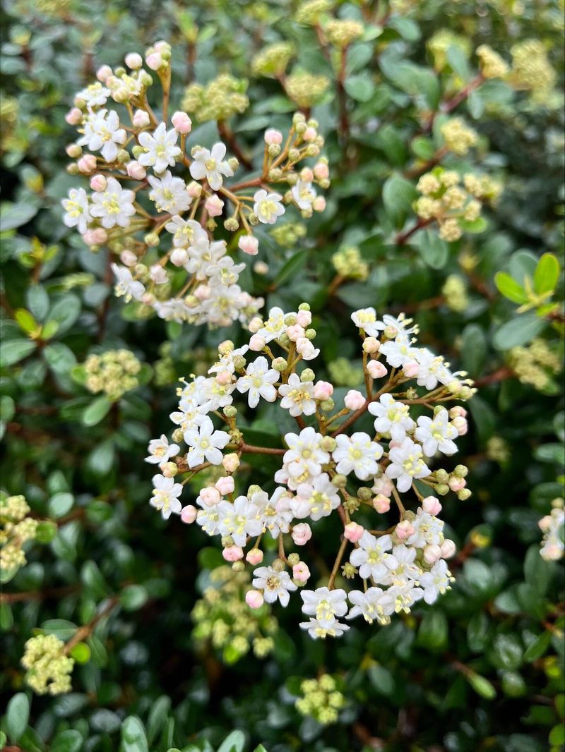 Save The Buds That Power Next Season's Flowers Save The Buds That Power Next Season's Flowers