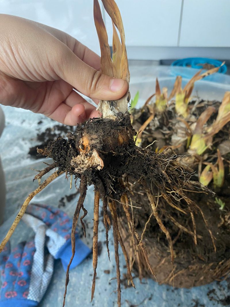Saving The Rhizome Before Rot Sets In
