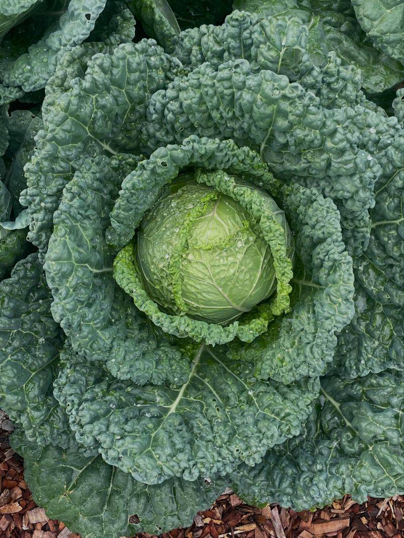 Savoy Cabbage Takes Extra Work