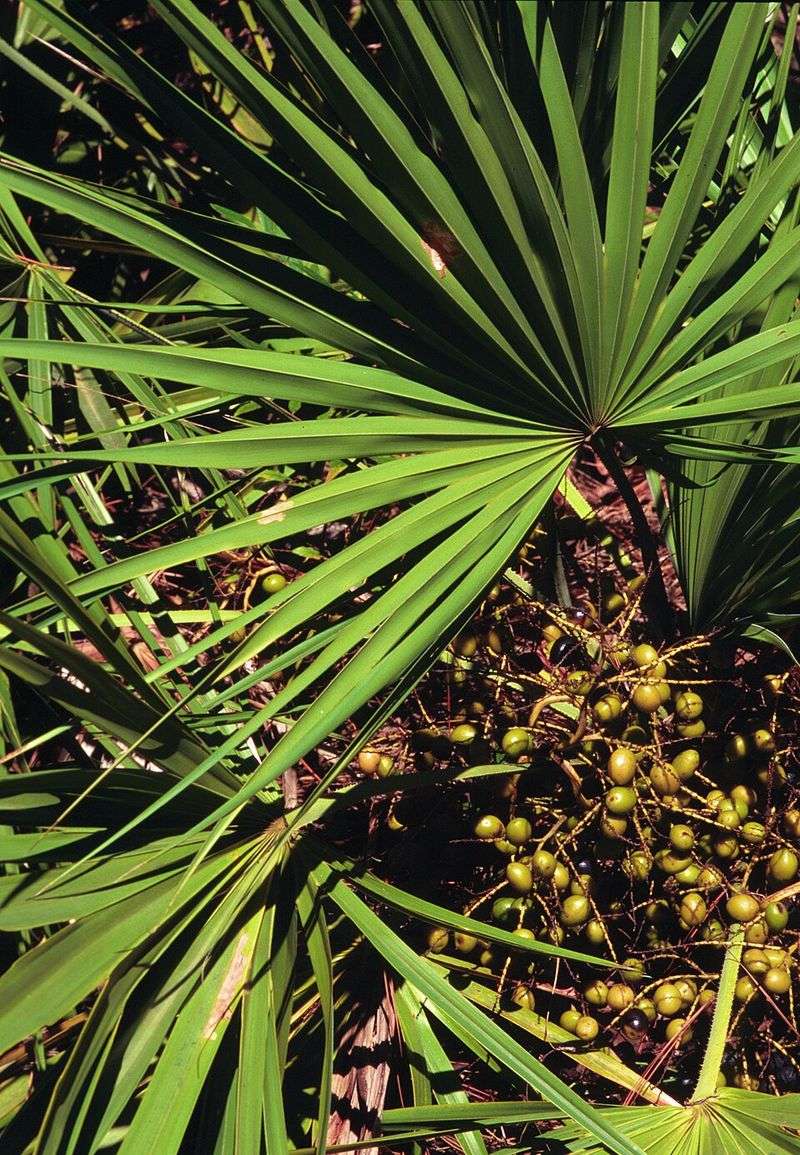Saw Palmetto Keeps Storm Exposure Close To The Ground Saw Palmetto Keeps Storm Exposure Close To The Ground