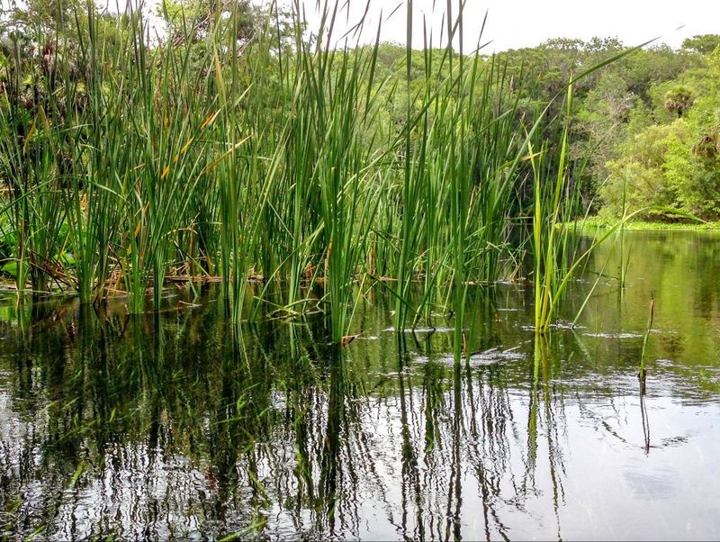 Sawgrass Creates The Kind Of Marsh Cover Alligators Use
