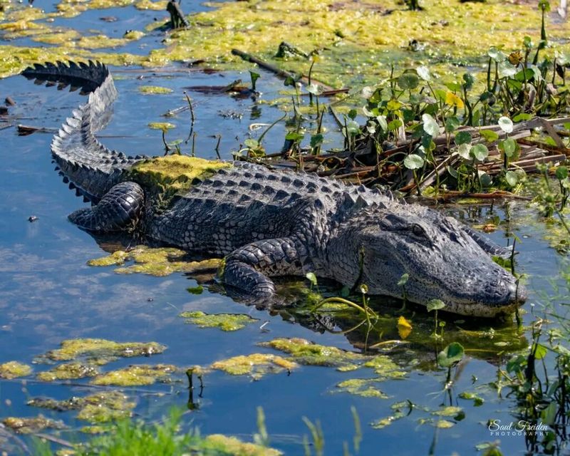 Sawgrass Has An Even Stronger Connection During Nesting