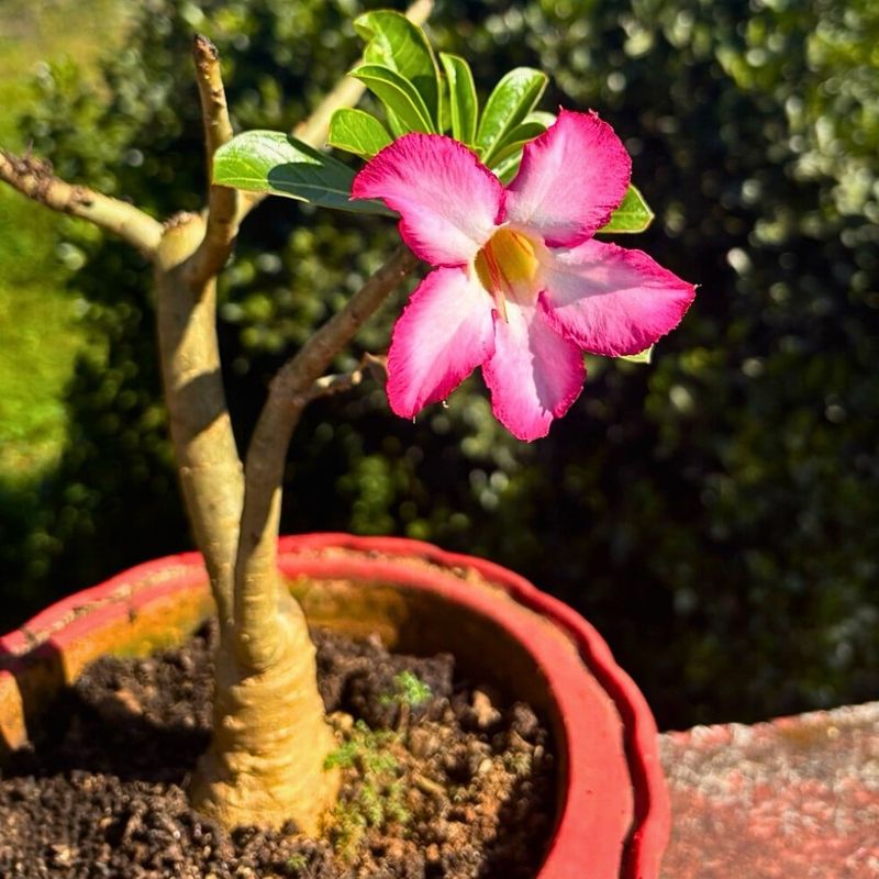 Scale Can Dull A Plant That Otherwise Handles Heat Beautifully Scale Can Dull A Plant That Otherwise Handles Heat Beautifully