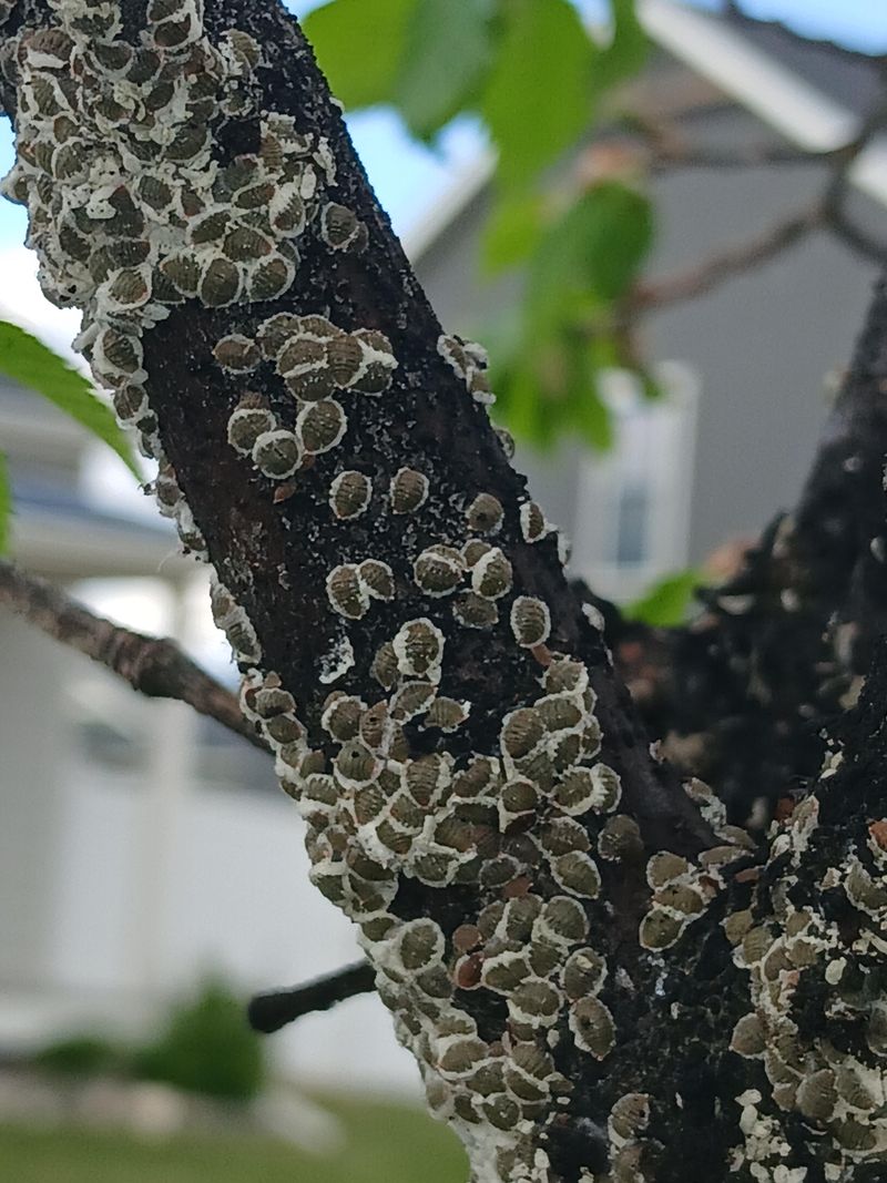Scale Insects Can Make The Mess Even Worse Scale Insects Can Make The Mess Even Worse