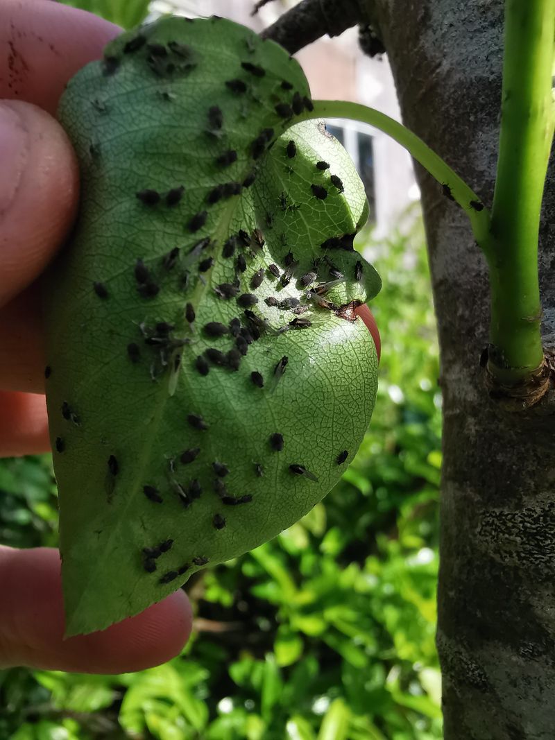 Scale Insects Cause Similar Sticky Drips