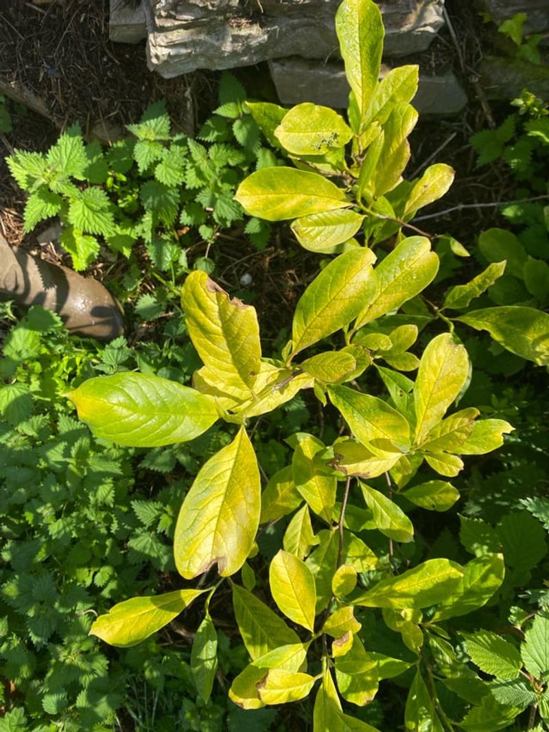 Scale Insects Weaken Magnolia Trees Scale Insects Weaken Magnolia Trees