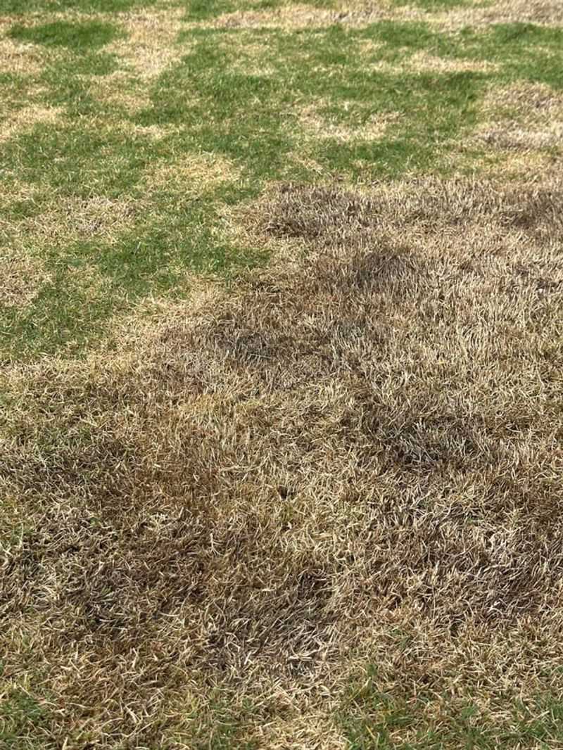 Scalped Grass Loses The Shade Its Roots Need