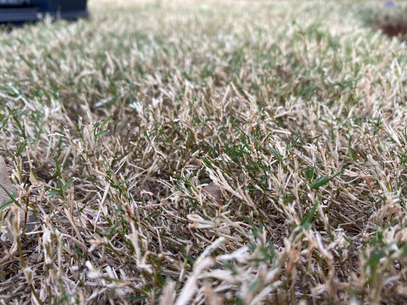 Scalping Grass When The Soil Is Already Hot
