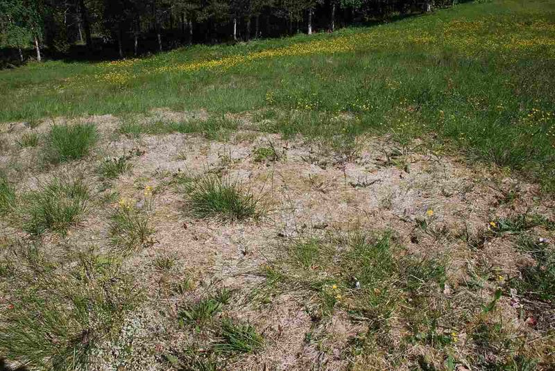 Scalping The Lawn Makes Fall Recovery Harder