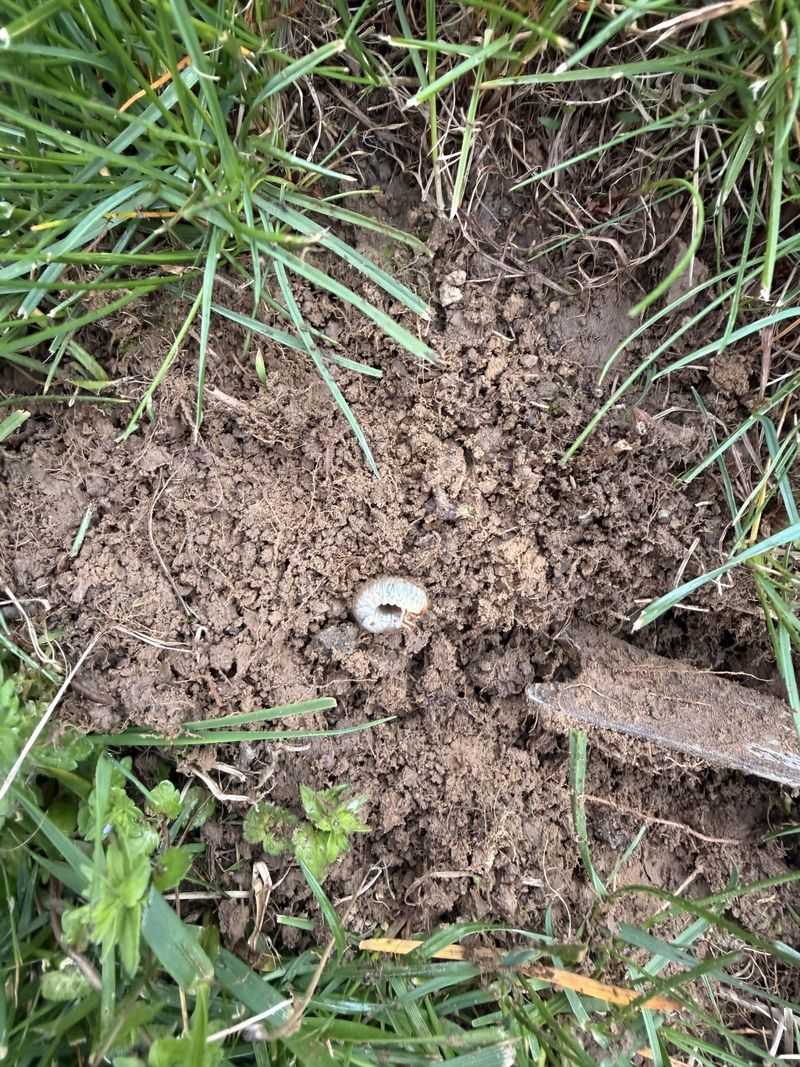 Scalping Turf Before Beetle Eggs Hit Soil