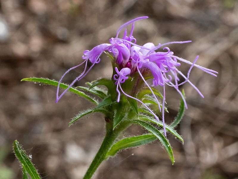 Scaly Blazing Star Blooms Through August Scaly Blazing Star Blooms Through August