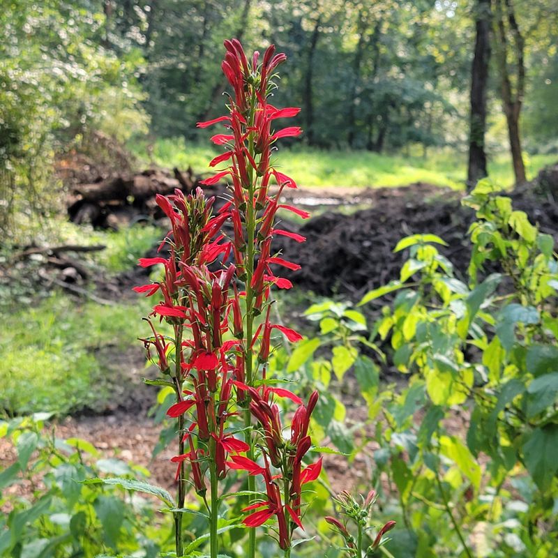 Scarlet Blooms Put Nectar Right Within Reach