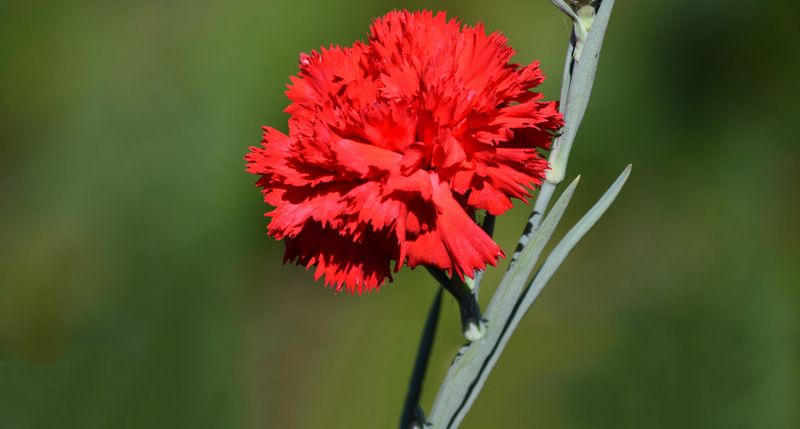 Scarlet Carnations Became Ohio's Flower More Than A Century Ago Scarlet Carnations Became Ohio's Flower More Than A Century Ago