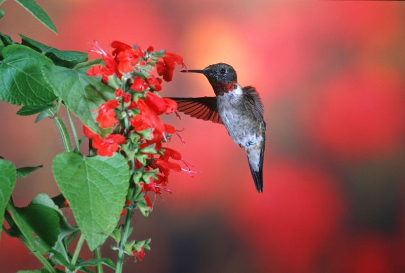 Scarlet Sage Keeps Hummingbirds Working The Flowers