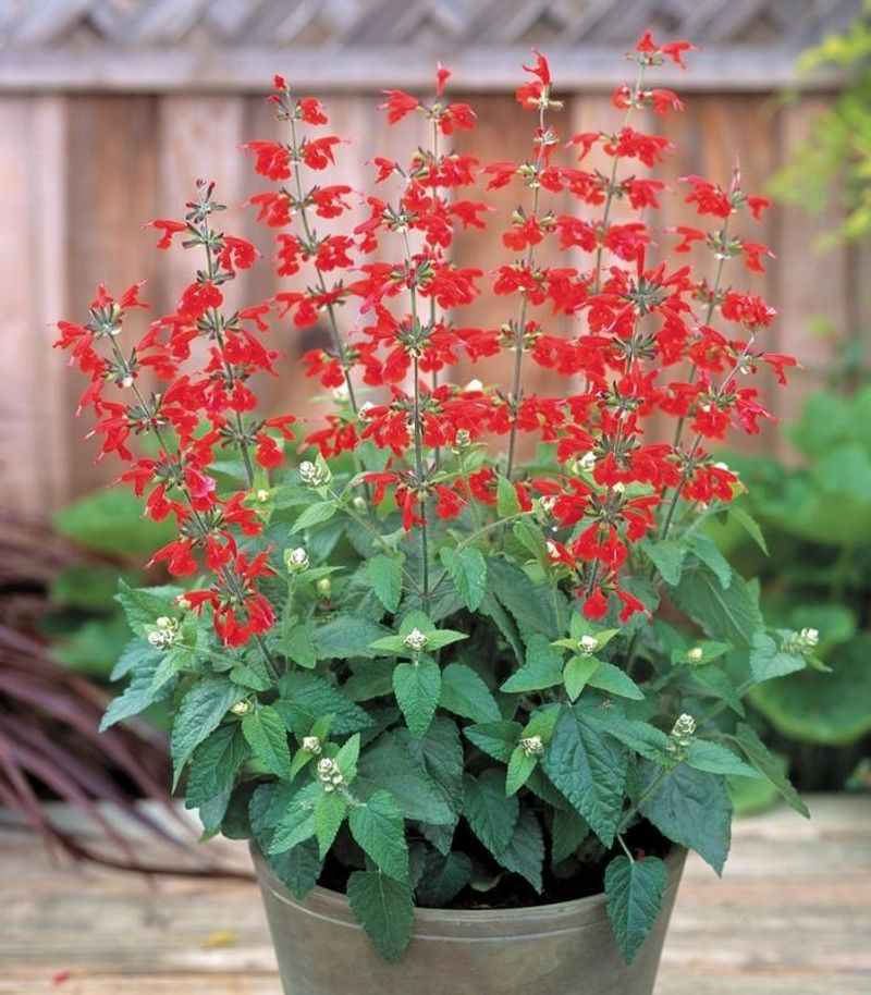 Scarlet Salvia Keeps Sending Up Color Beside Sunny Walls