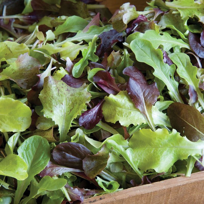 Scatter A Cold-Tolerant Mix For Variety Scatter A Cold-Tolerant Mix For Variety