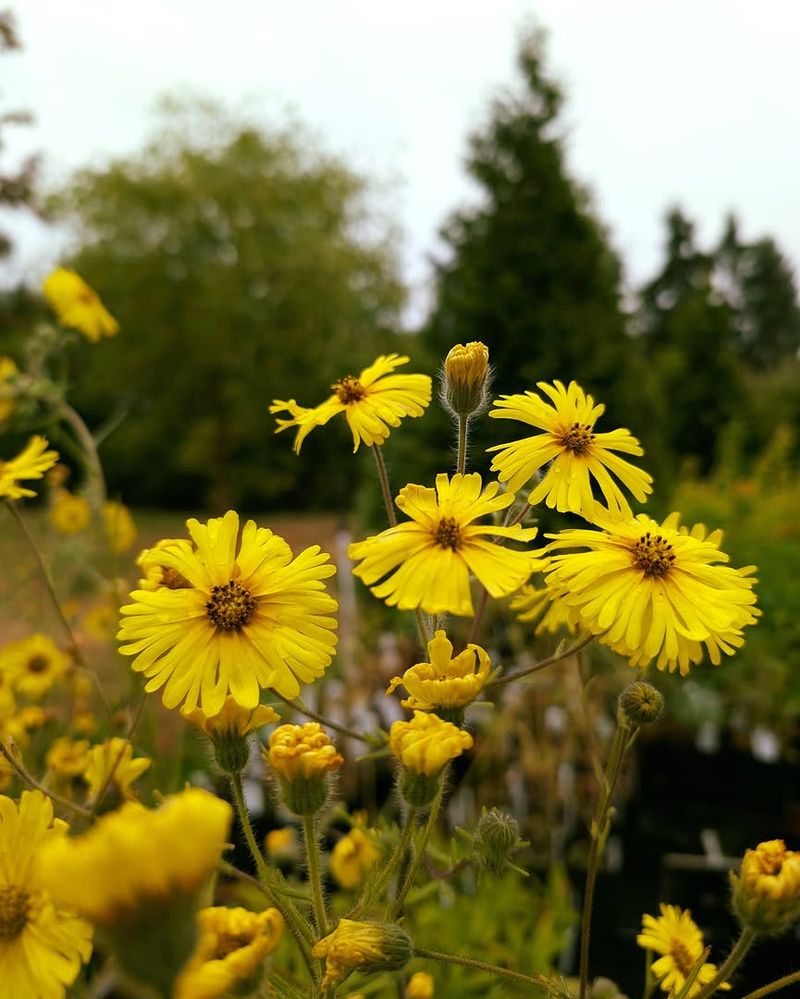 Scatter Showy Tarweed Through Open Soil Scatter Showy Tarweed Through Open Soil