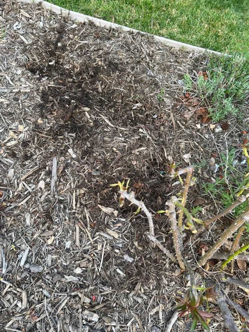 Scattered Mulch Often Signals A Healthy Yard Ecosystem