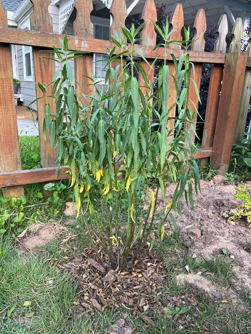 Scattered Storms Leave Some Gardens Mostly Dry