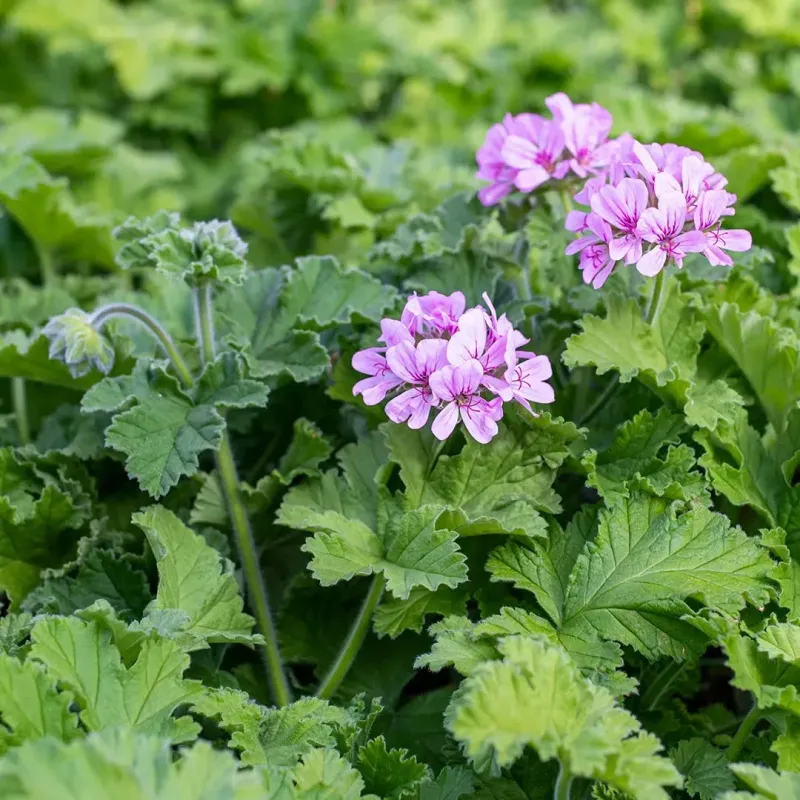 Scented Geranium Adds Another Aromatic Layer Near The Door