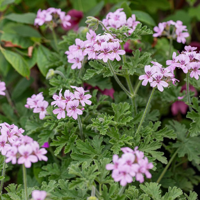 Scented Geranium