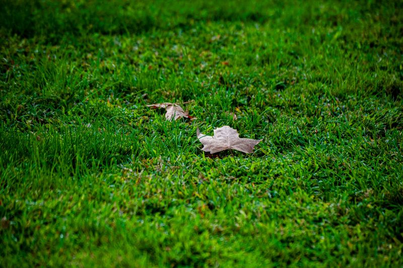 Schedule Fall Lawn Seeding Early