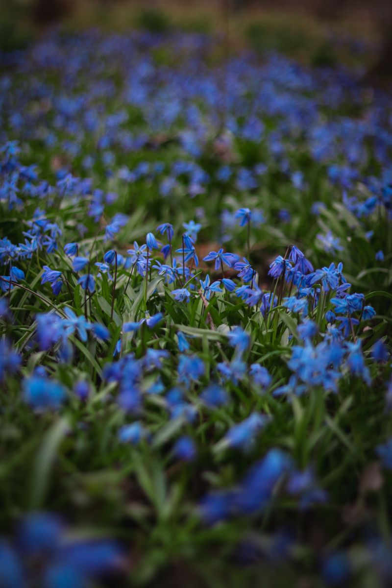 Scilla Scilla