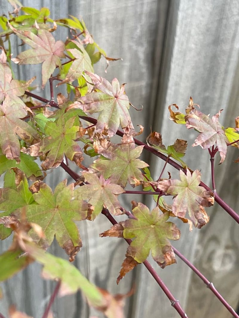 Scorched Leaves Finally Calling It Quits Scorched Leaves Finally Calling It Quits