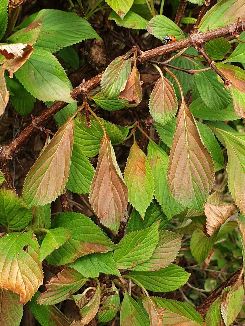 Scorched Leaves Showing Up After The Heat Is Gone