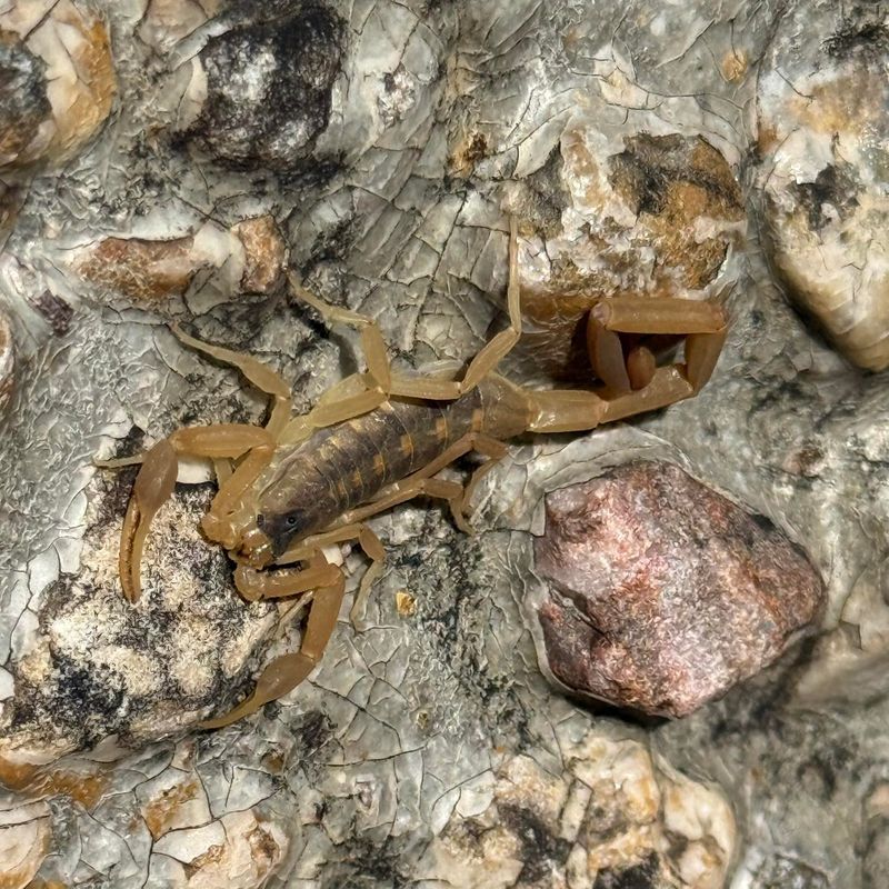 Scorpion Stings Do Not Stop These Bats
