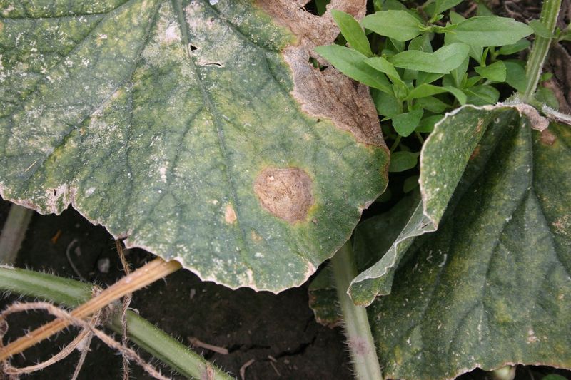 Scout Before Spraying Scout Before Spraying