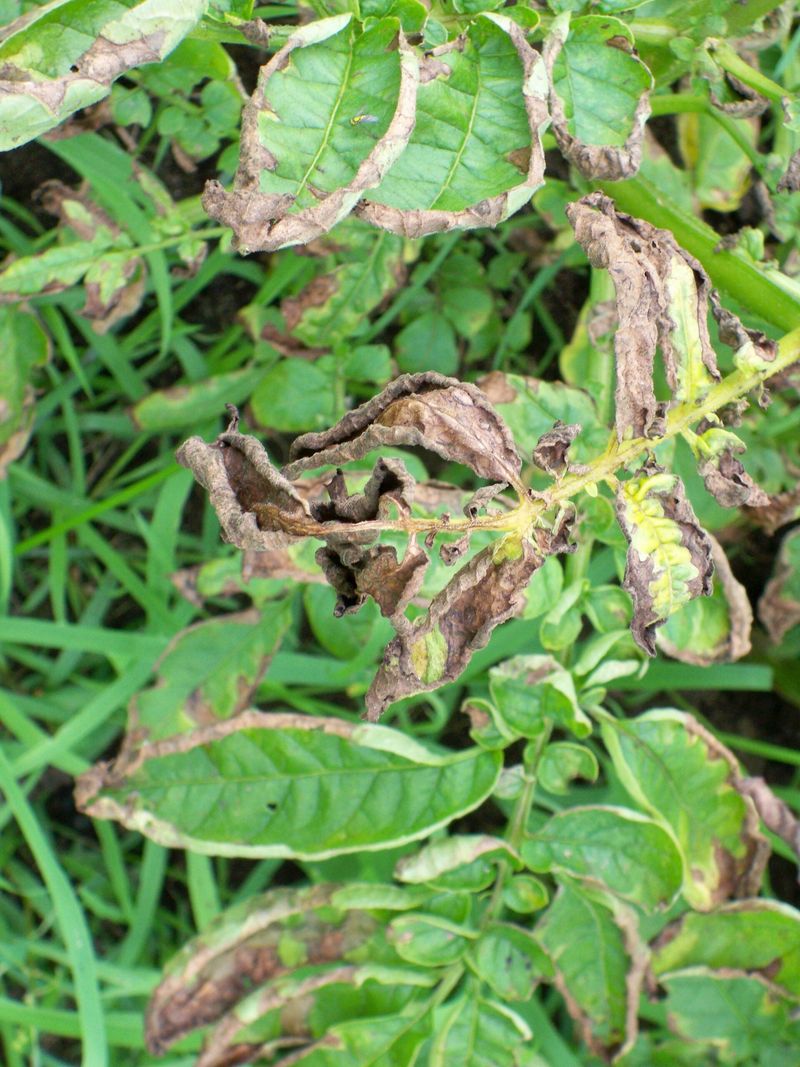 Scout Before The Leaf Edges Turn Brown Scout Before The Leaf Edges Turn Brown