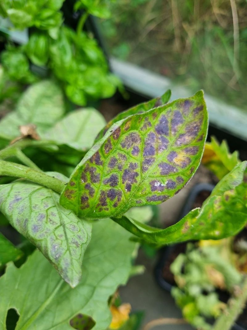 Scout Early For Mold And Leaf Spots