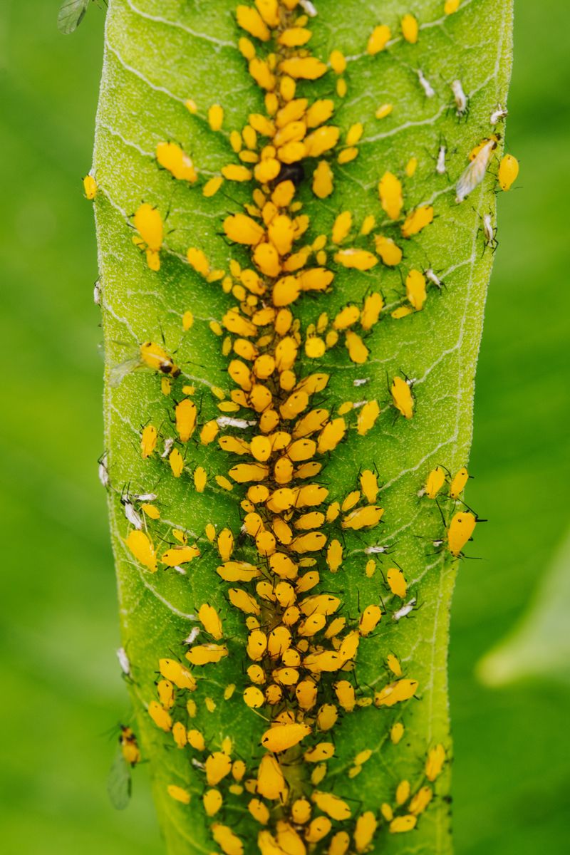 Scout For Cucumber Beetles And Aphids Scout For Cucumber Beetles And Aphids