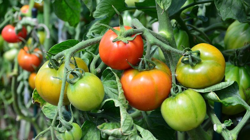 Scout Green Fruit Before It Colors Scout Green Fruit Before It Colors