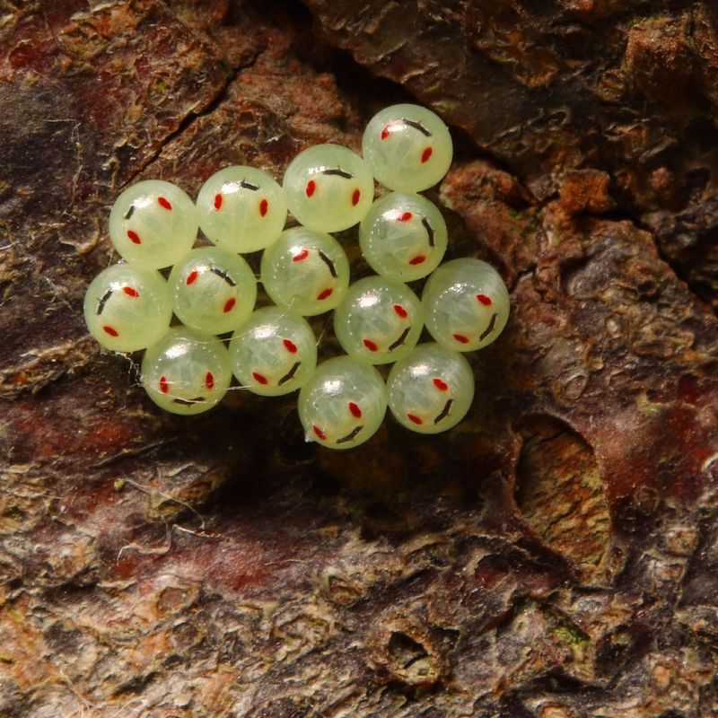 Scout Leaves For Eggs And Nymphs Scout Leaves For Eggs And Nymphs