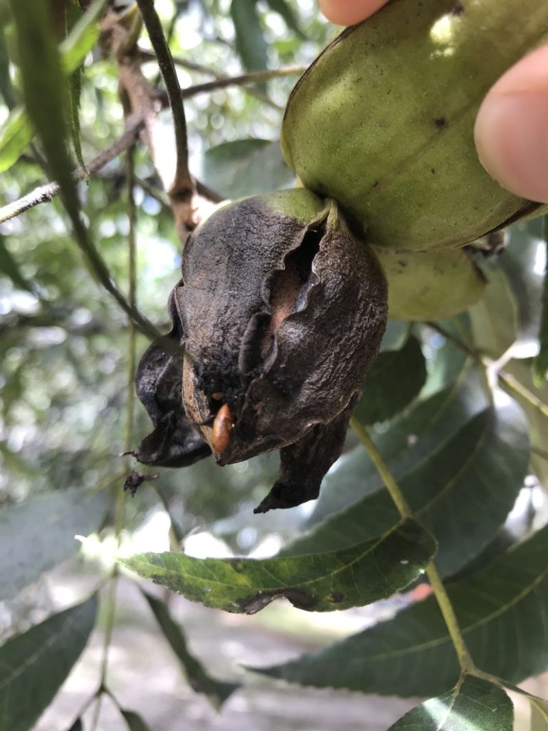 Scout Remaining Nuts For Scab Scout Remaining Nuts For Scab