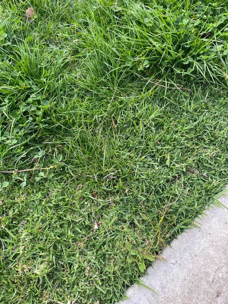 Scout The Lawn Now