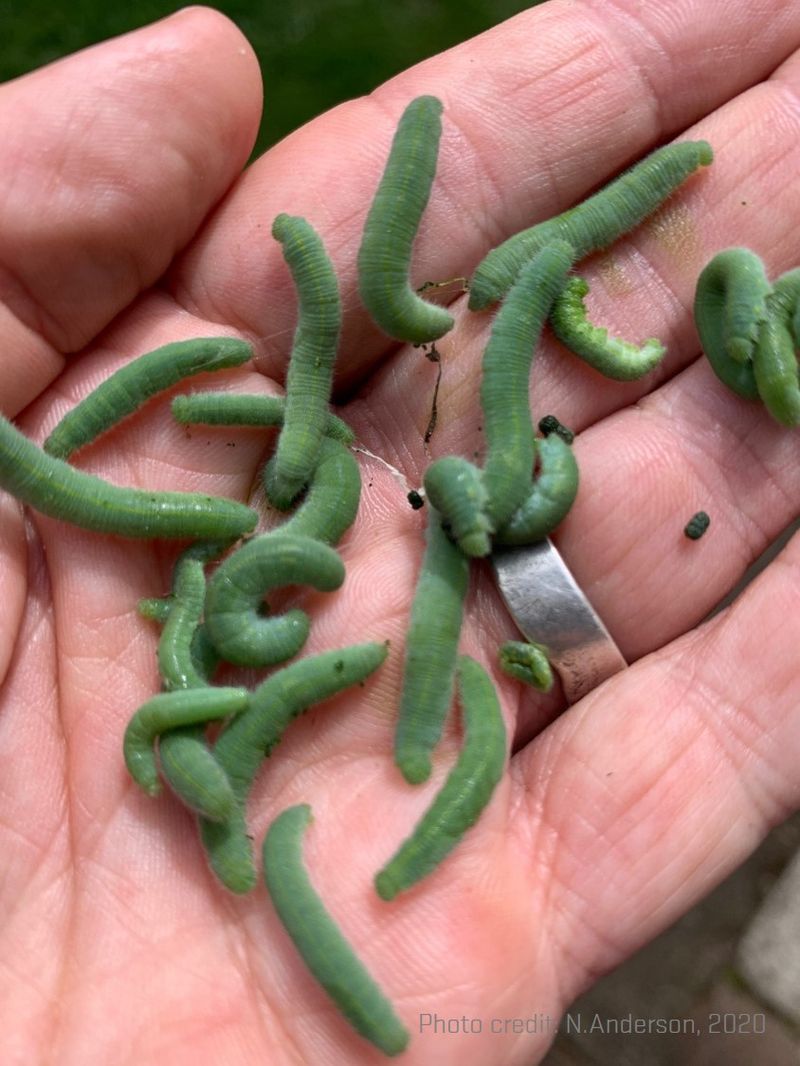 Scout Young Leaves For Cabbageworms