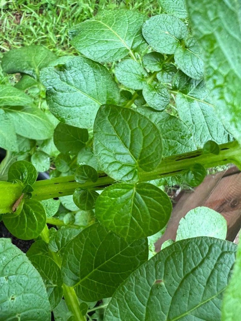 Scouting Now Protects Plants Meant For Storage