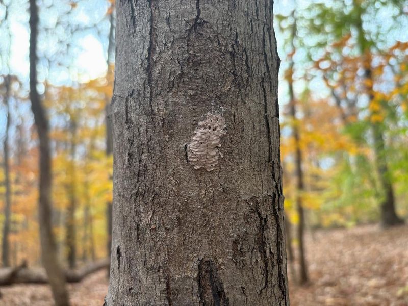 Scraping And Destroying Egg Masses Before They Overwinter