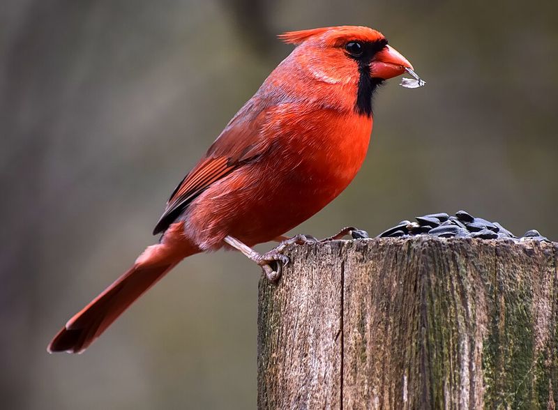 Scruffy Feathers Usually Point To A Summer Molt