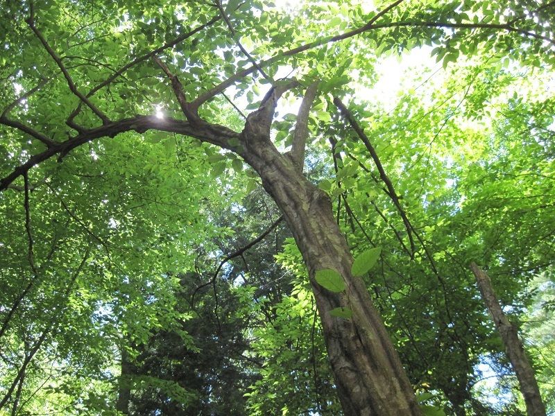 Sculptural Bark That Adds Year Round Interest