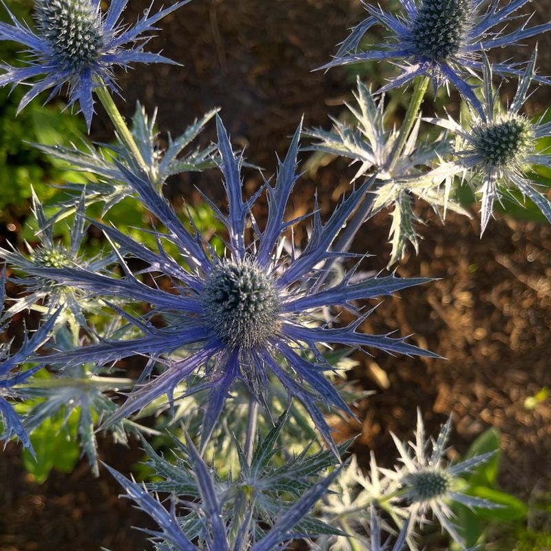 Sea Holly Stays Upright Even After A Soaking