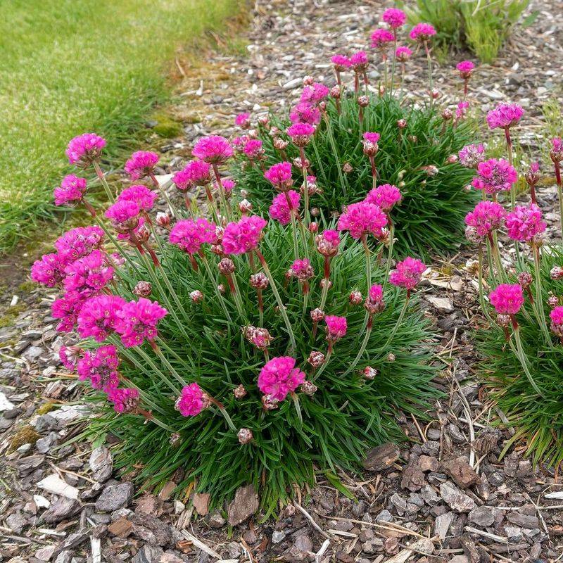 Sea Thrift Staying Compact Along Hot Pavement Sea Thrift Staying Compact Along Hot Pavement