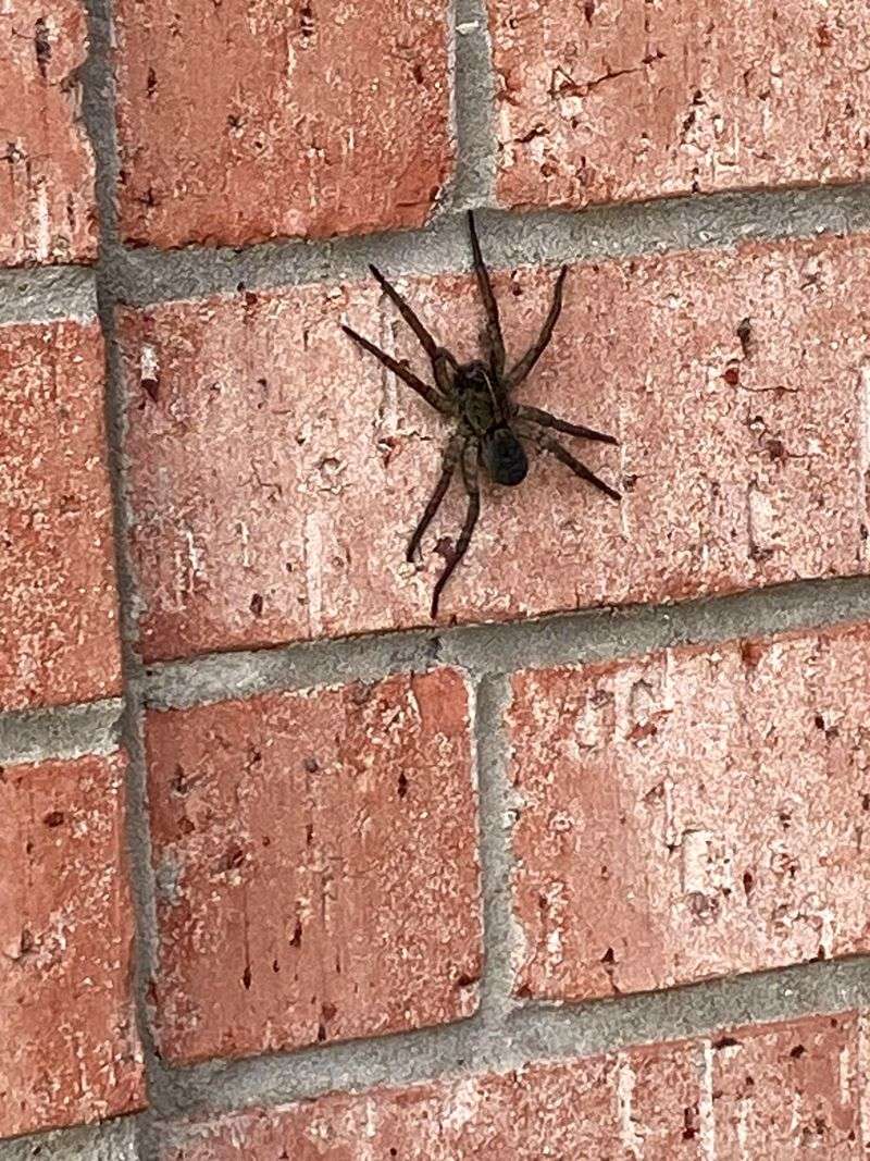 Seal Gaps Before Spiders Move Inside