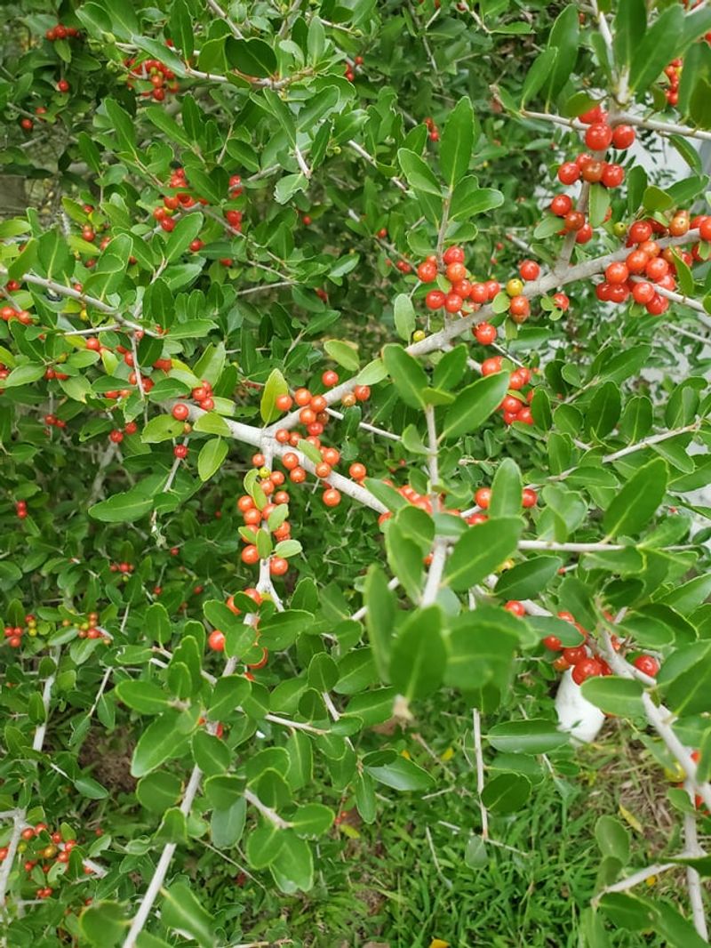 Seal Narrow Gaps With Yaupon Holly