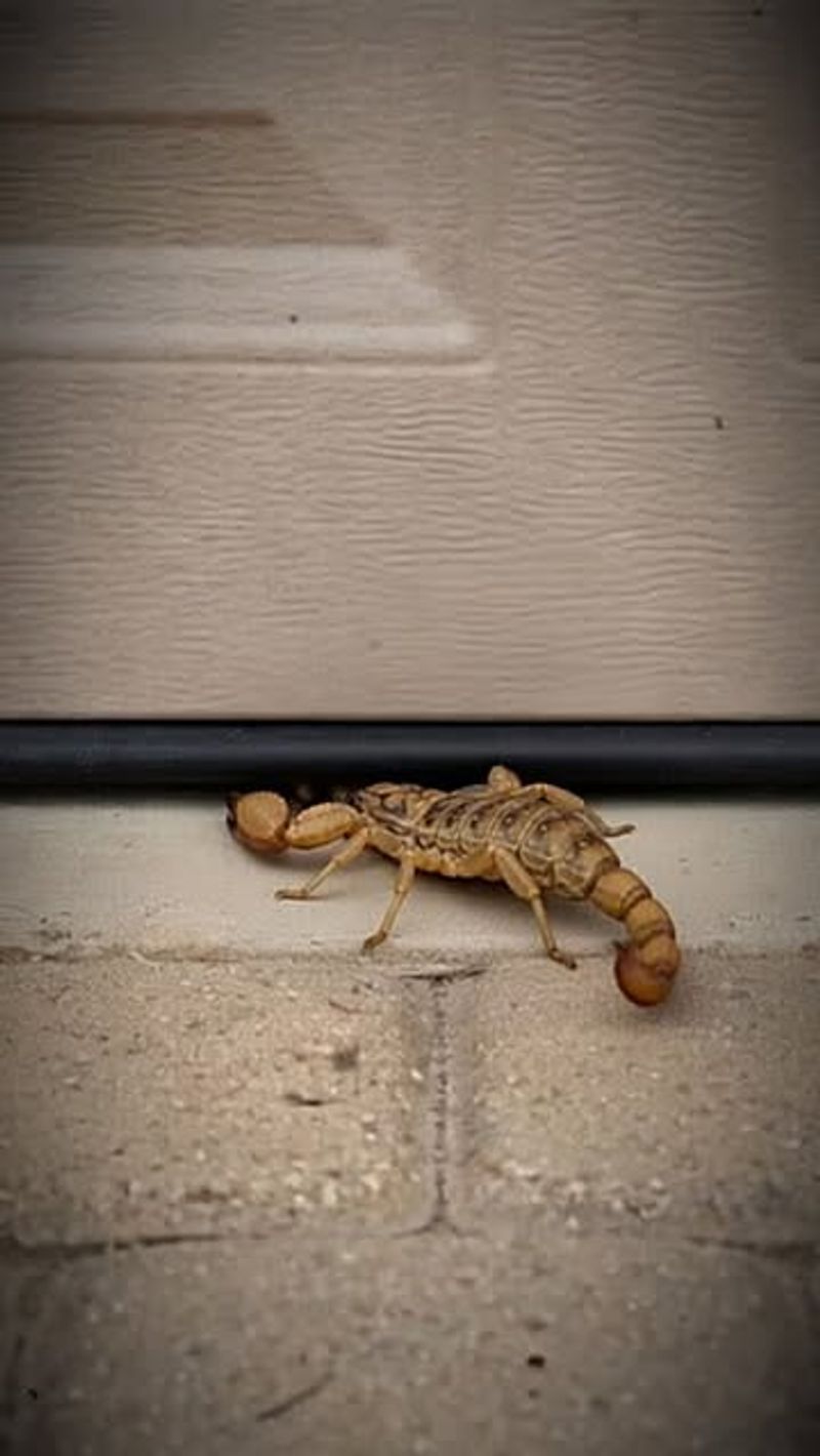 Sealed Door Gaps Make It Harder For Scorpions To Get Inside Sealed Door Gaps Make It Harder For Scorpions To Get Inside